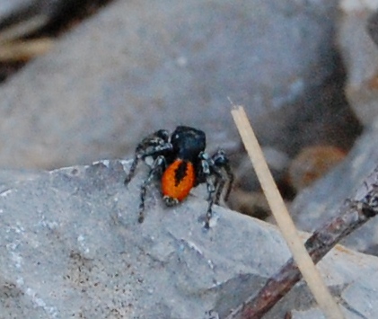 Philaeus chrysops